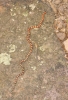 PICTURES/Echo Canyon Trail/t_Echo Canyon-King Snake3.JPG